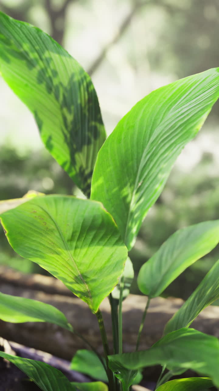 Green leaves emerging from rocky terrain in a lush forest during morning light