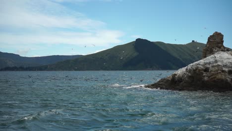 Slowo---Vogelgruppe-King-Shag-Und-Möwe-Fliegen-über-Dem-Ozean-In-Marlborough-Sounds,-Neuseeland-Mit-Bergen-Im-Hintergrund