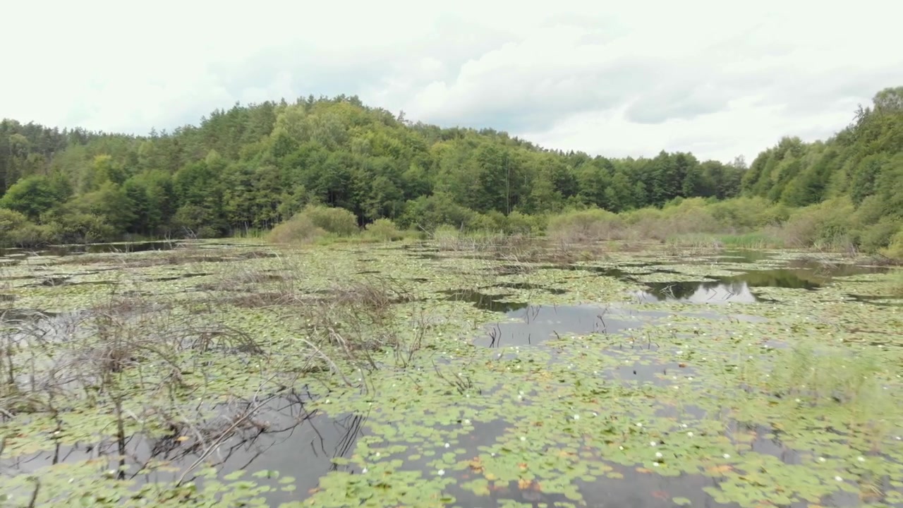 Ujęcie z odjazdem kamery nad bagnistym stawem na mokradłach, wypełnionym liliami wodnymi, trzcinami i spokojną wodą, z gęstym lasem kaszubskim w Polsce, oświetlonym miękkim, pochmurnym światłem.