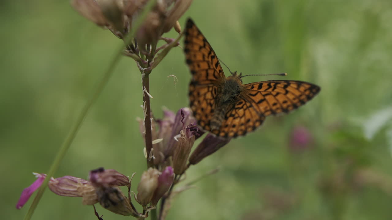 mariposa en una flor