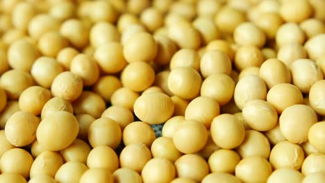 ,close-up-of-raw-soy-bean-seed-,