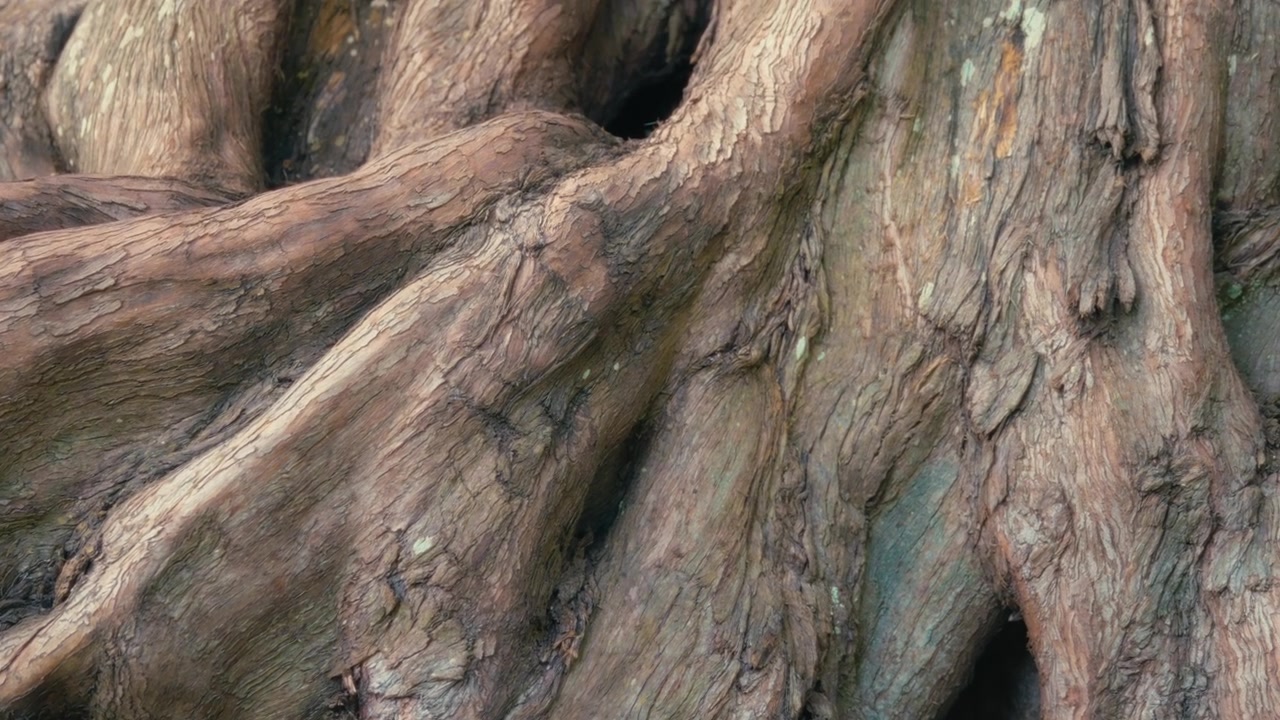 Close up of an old tree trunk. Slow motion