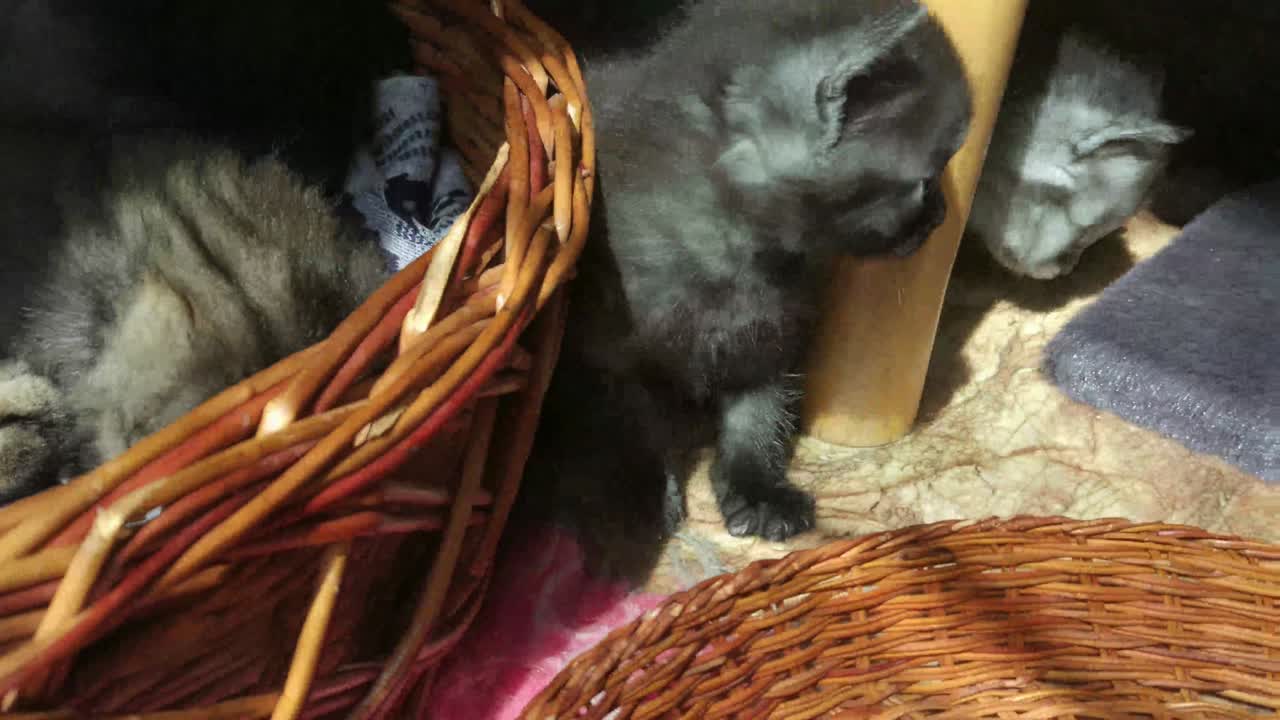 Kittens