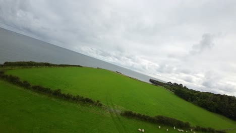 FPV-Drohnenansicht,-Die-über-Eine-Schafherde-Auf-Einem-Ackerland-An-Der-Küste-Mit-Blick-Auf-Den-Meereshorizont-Fliegt