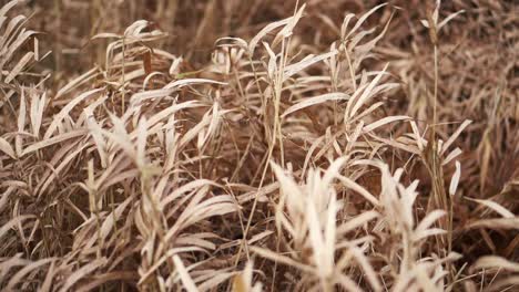 Hohes-Trockenes-Gelbes-Gras-Auf-Einem-Feldweg,-Der-Bei-Starkem-Wind-Weht