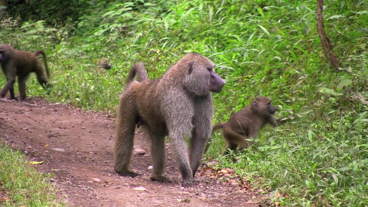 baboon walking on the road