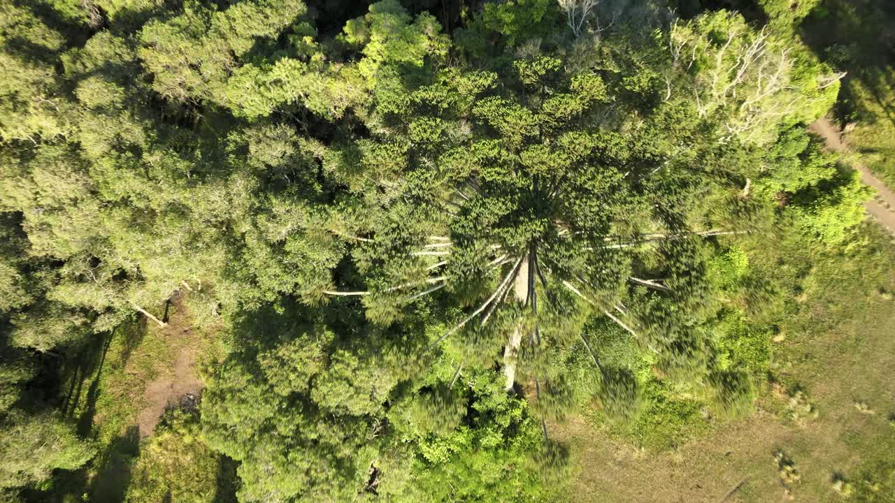 vista de drones sobre un bosque con un pino brasileño típico del sur de brasil