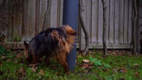 Süßer-Yorkshire-Terrier-Hund-Erleichtert-Den-Körper-Auf-Lichtmast-In-Zeitlupe