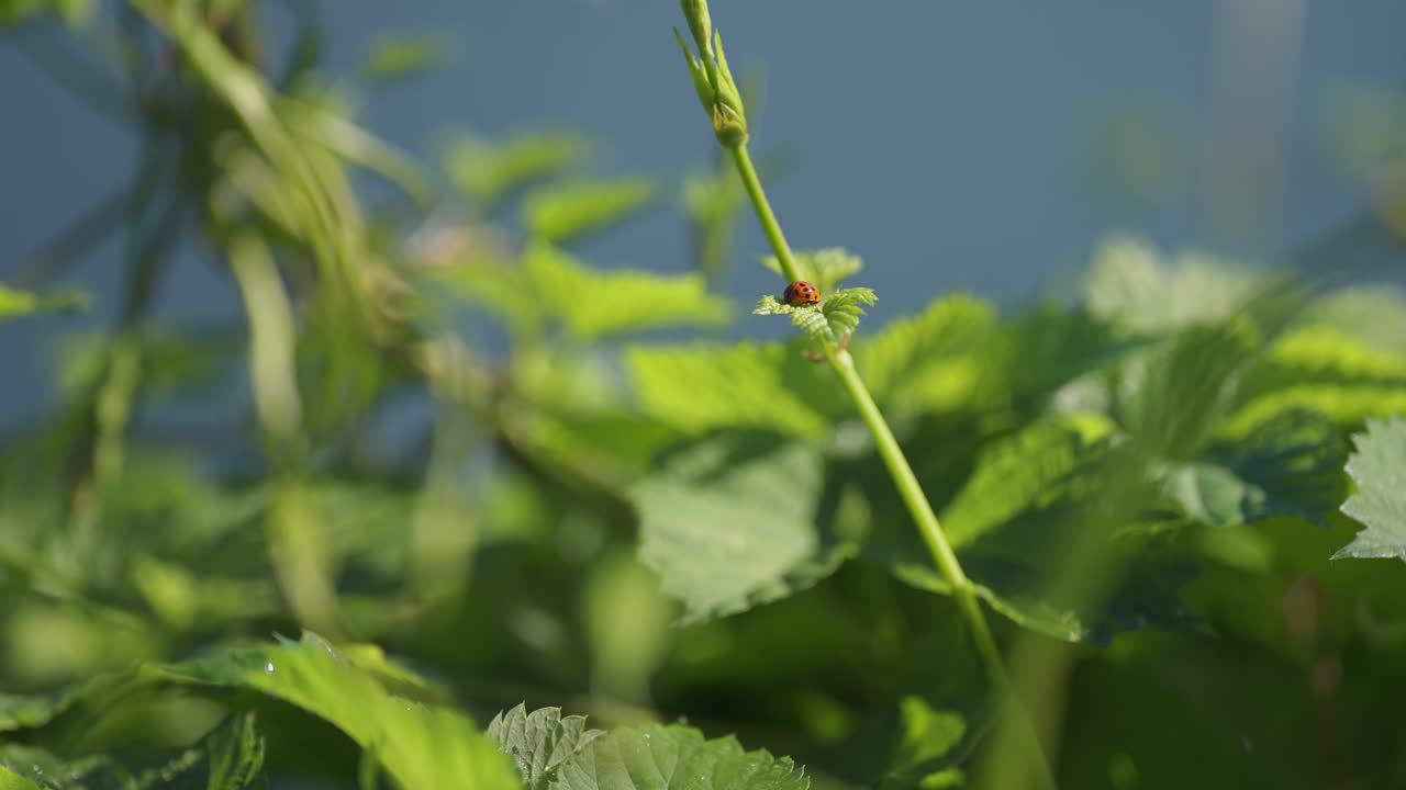 una pequeña mariquita se sienta en una hoja de lúpulo