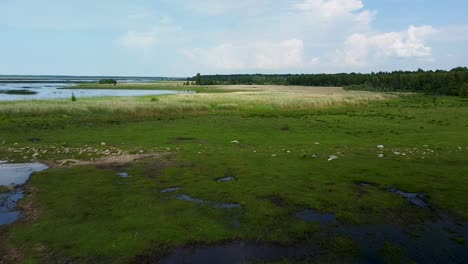 Aerial-flyover-above-a-tranquil-lake-Pape-surface-in-calm-summer-day,-seagulls-flying,-wide-angle-drone-shot-moving-backwards