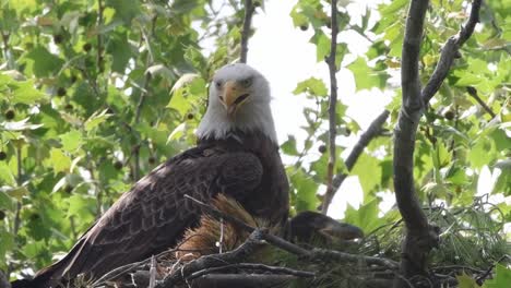 cerca de un águila calva encaramado en un nido, luego un águila salta la cabeza hacia arriba, ambos jadeando por el calor