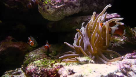 un pequeño pez payaso con actinia en el arrecife de coral