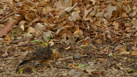 Bird-of-prey-with-beak-deformation-eating-on-the-ground,-in-a-Panama-tropical-forest