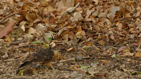 ave rapaz con deformación del pico comiendo en el suelo, en un bosque tropical panameño