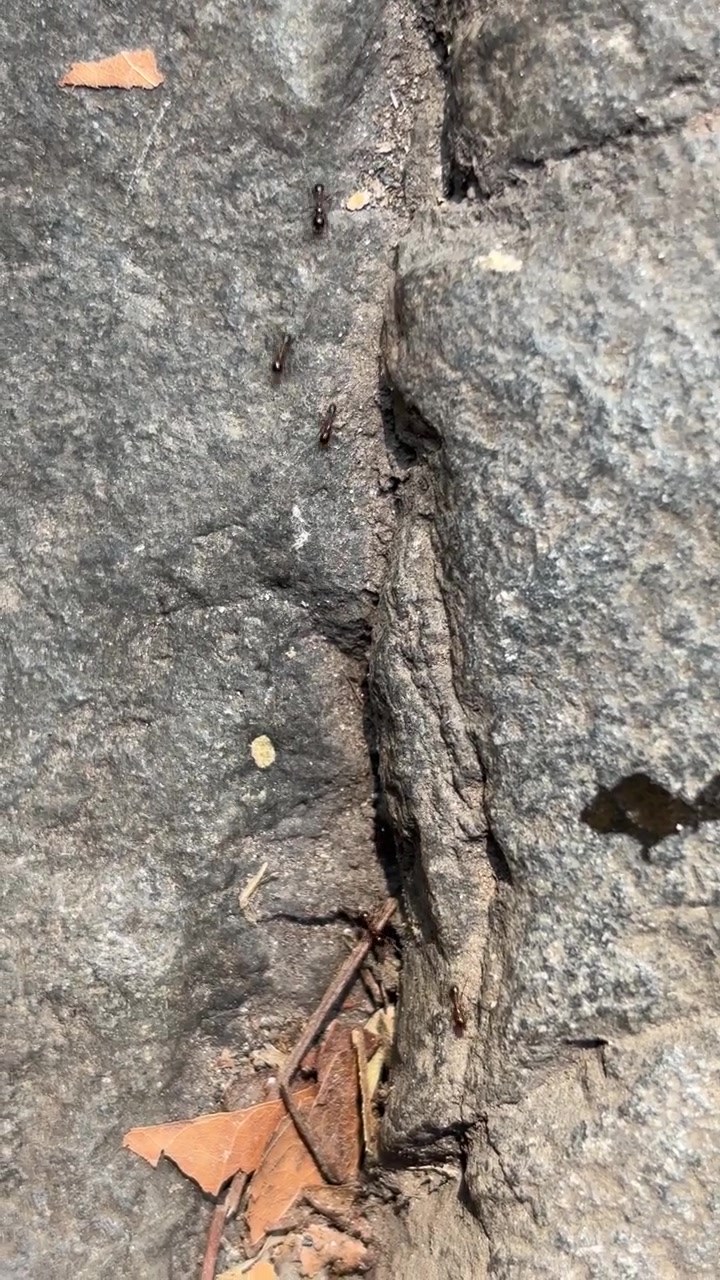 Line of Ants Crawling Along a Rock Crevice
