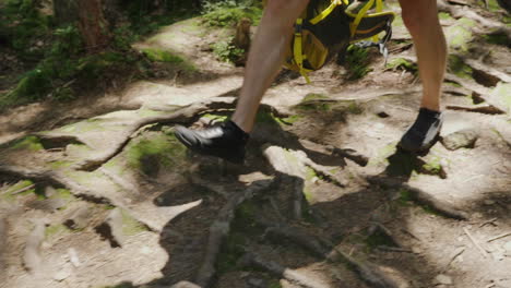 legs of a man walking along a mountain trail along the roots of trees