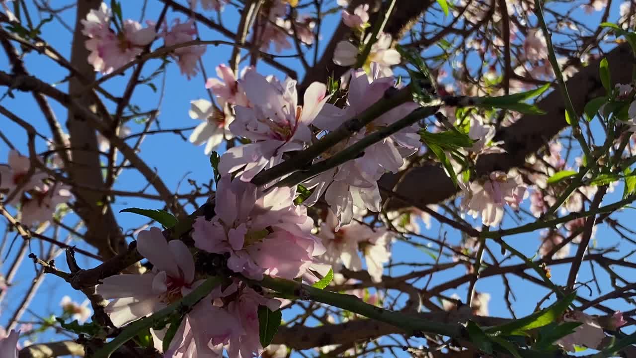 flor de cerezo sobre la pared de adobe de adobe en la aldea de mobarakeh en la ciudad de taft en la ciudad de yazd irán - el pueblo zoroastriano vive alrededor de un templo de fuego sagrado y jardines de almendras de cerezo con árboles en el desierto