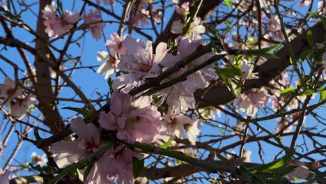 cherry blossom over the mudbrick adobe wall in mobarakeh village in taft town in yazd city iran - zoroastrian people live around a holy fire temple and plum cherry almond gardens with trees in desert