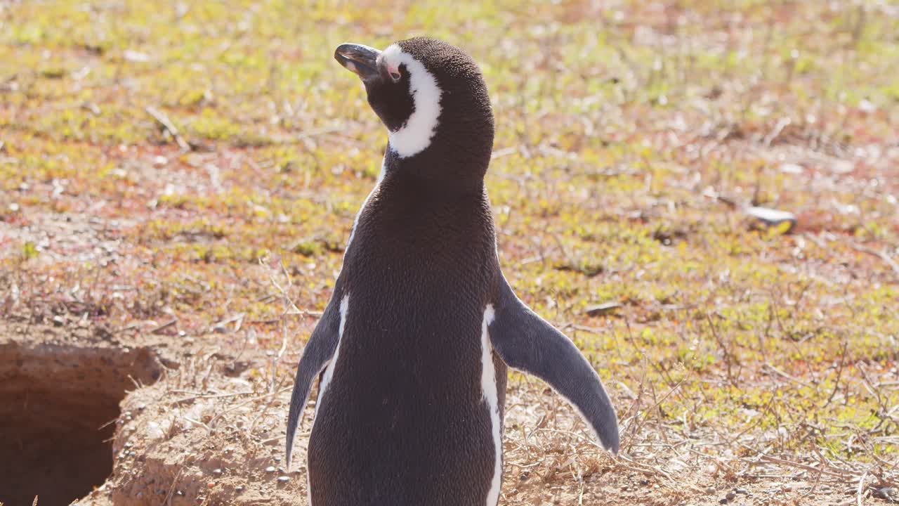 esperando cerca de la entrada del túnel del nido un pingüino de magallanes se estira y sacude su cuerpo en el cálido sol del mediodía