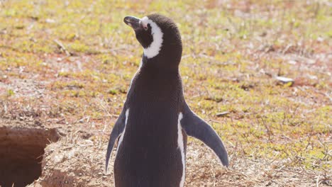 Esperando-Cerca-De-La-Entrada-Del-Túnel-Del-Nido,-Un-Pingüino-De-Magallanes-Se-Estira-Y-Sacude-Su-Cuerpo-Cerca-Del-Cálido-Sol-Del-Mediodía