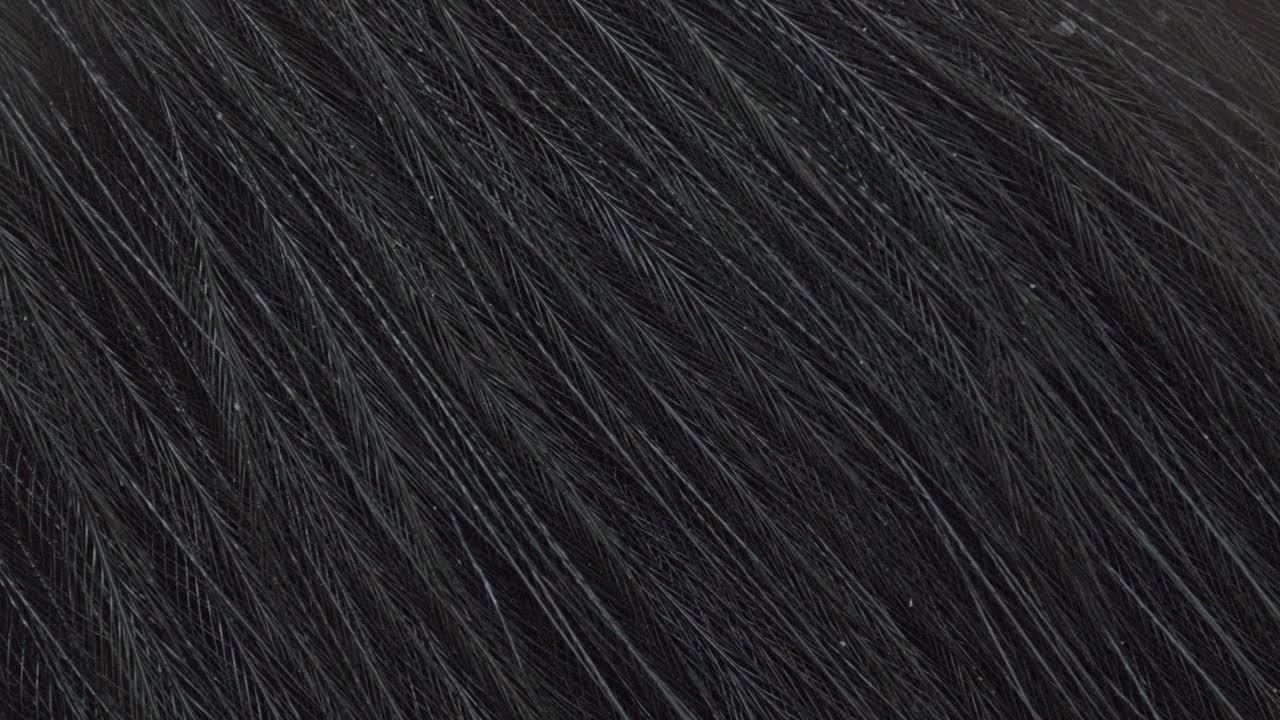 호주 화식조의 검은 깃털의 매크로 샷