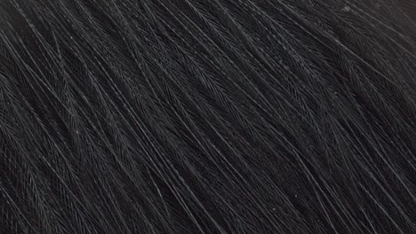 foto macro de las plumas negras de un casuario australiano