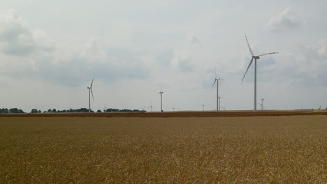 wind farm near a mature field with grain swaying in the wind, harvesting time, big windmill farm in poland, zwartowo