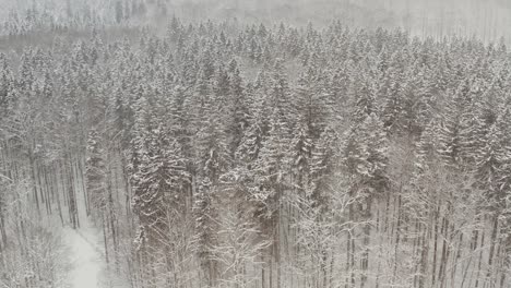 Aerial-drone-of-European-winter-forest---Graded