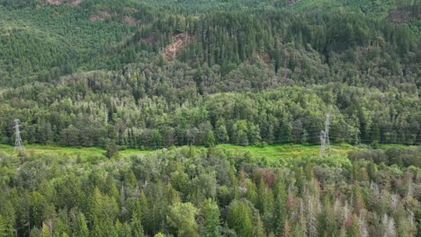 Amplia-Vista-Lateral-De-Los-Cables-De-Servicios-Públicos-Que-Atraviesan-Los-Espesos-Bosques-De-Washington