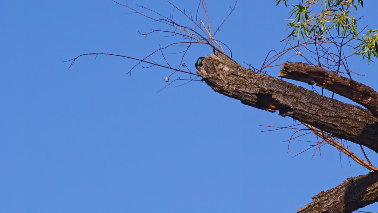 Slow motion footage of two purple martins flying near nest displaying acrobating skill