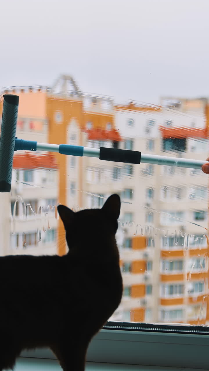 Washing window in the flat in the city. Scared cat sitting on a window sill and watching brush cleaning window from outdoors. Vertical video