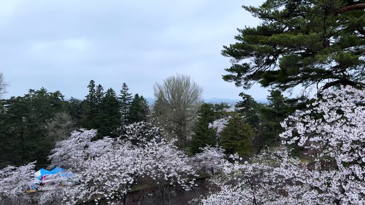 Hirosaki castle during cherry blossom season, trees in full bloom , aerial view