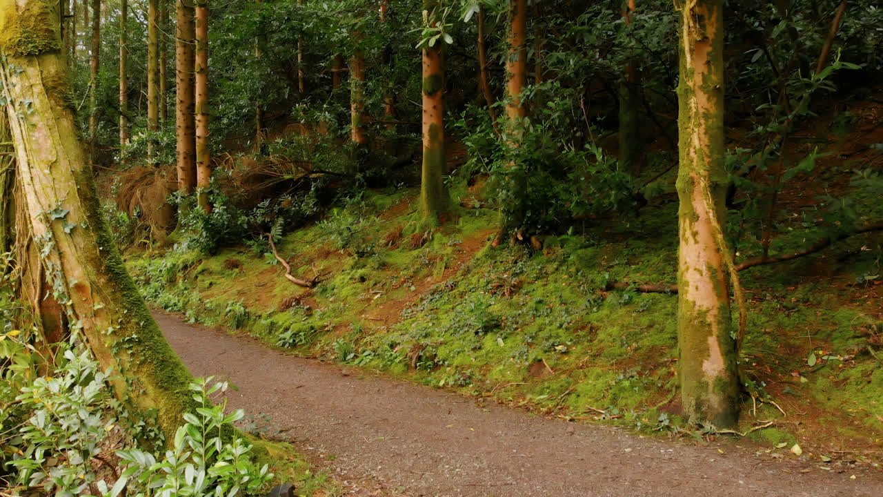 hombre montando bicicleta en el bosque 4k
