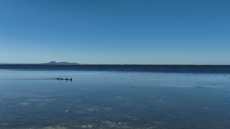 Side-on-shot-of-swans-on-lake