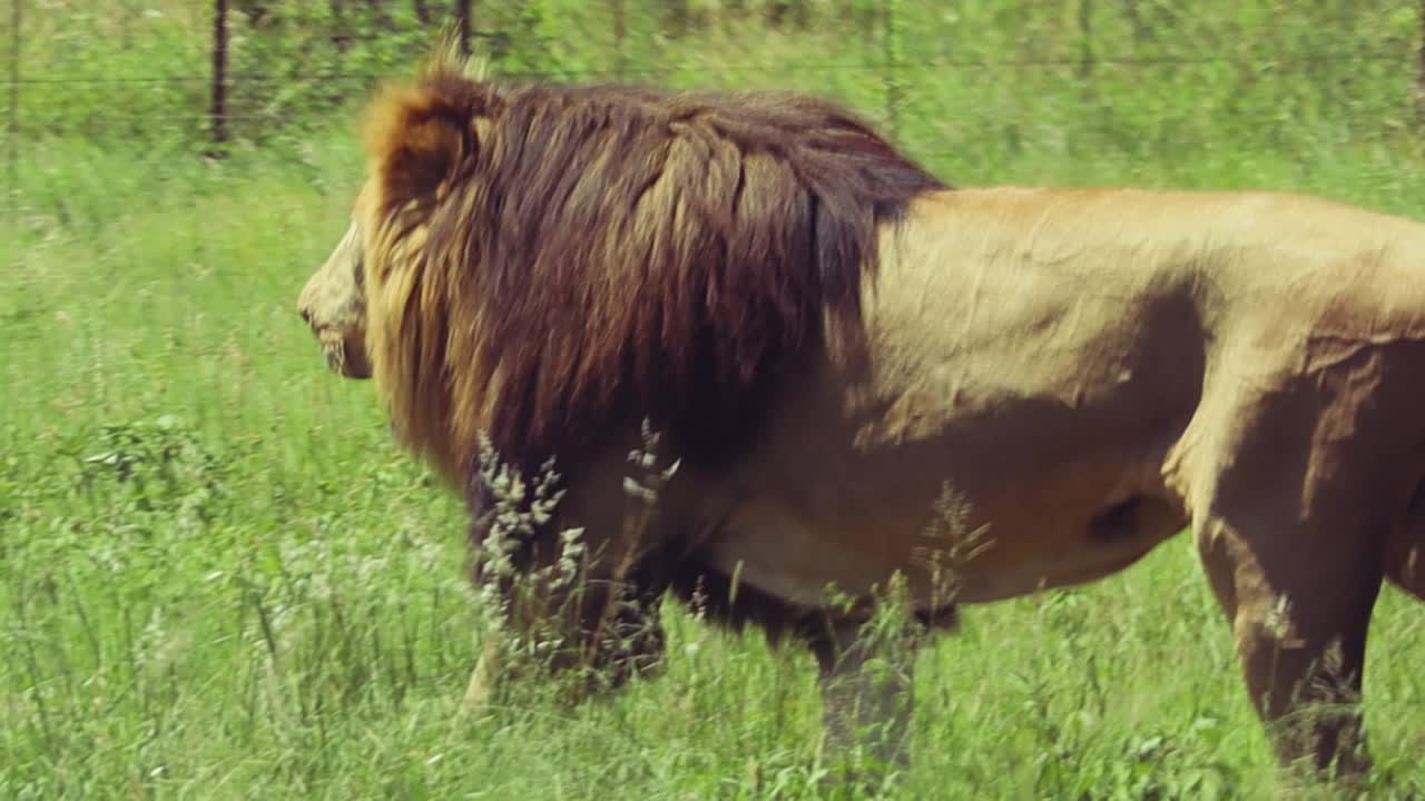Lví samec v ohradě, lov v ohradě.