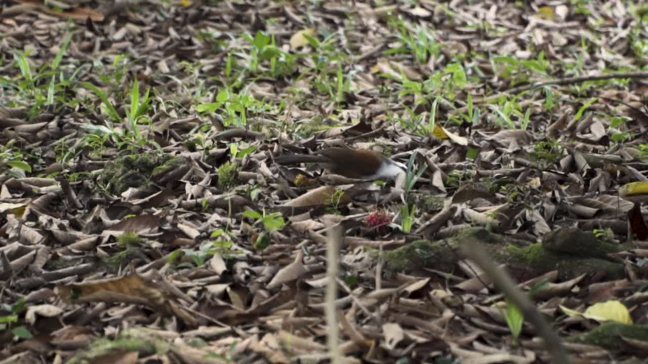 White-crested Laughingthrush Foraging Food Under Dried Leaves At Clementi Forest, Singapore. - slow motion