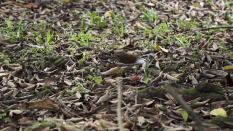white-crested laughingthrush foraging food under dried leaves at clementi forest, singapore. - slow motion