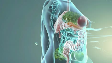 visualización de la digestión saludable y la ingesta de alimentos