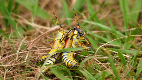 close up of vibrant elegant grasshoppers copulating or mating in short grass