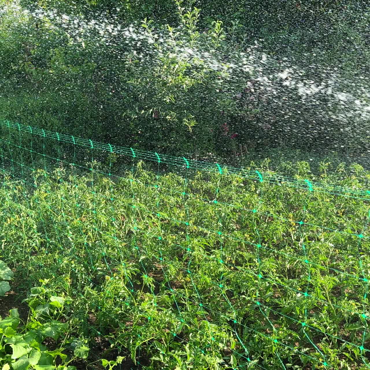 Vegetable garden beds are watered from hose. Hot summer weather in the farmland