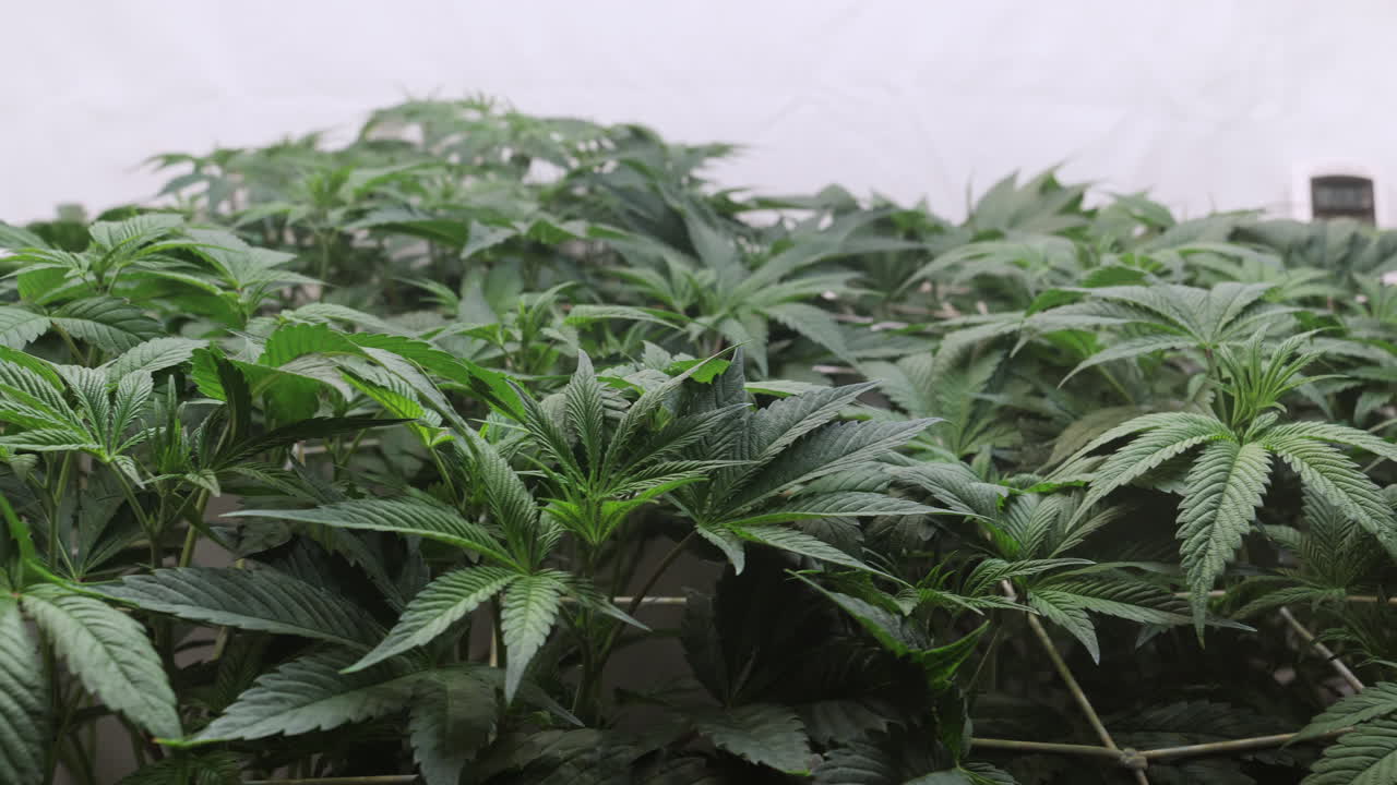 un disparo de una planta de cannabis que crece en una tienda de cultivo