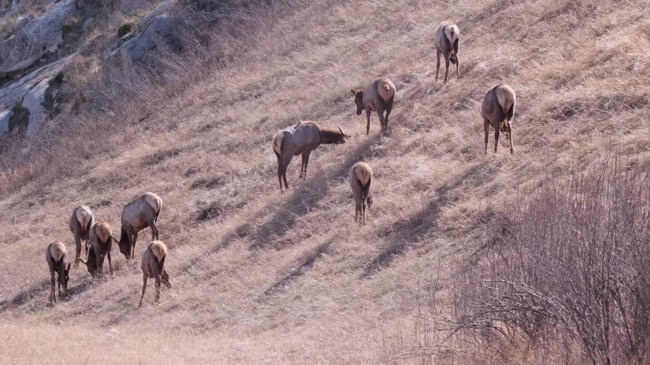 una pequeña manada de alces wapiti come hierba alta en una ladera empinada, seca y soleada
