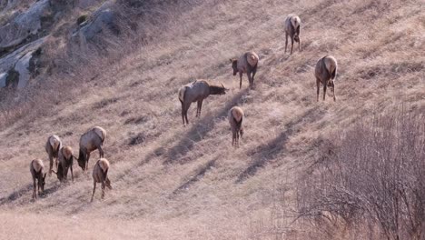 Una-Pequeña-Manada-De-Alces-Wapiti-Come-Hierba-Alta-En-Una-Ladera-Empinada,-Seca-Y-Soleada