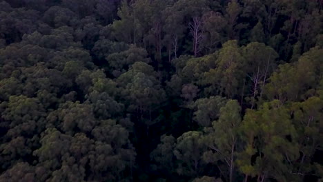 Imágenes-Aéreas-Del-Bosque-Oscuro-Al-Atardecer