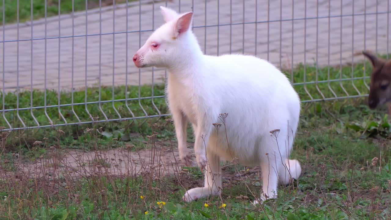 En albino och en brun känguru vilar och betar i en fridfull gräsyta under dagsljus, vilket visar upp exotiskt djurliv i en naturlig parkmiljö