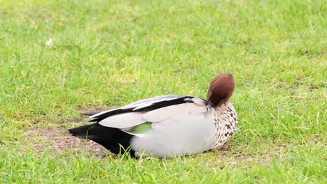 a duck resting and preening on grass