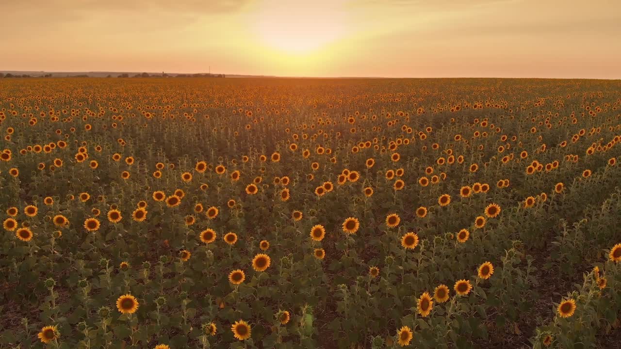 поле подсолнечников
