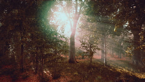 niebla de verano en el bosque