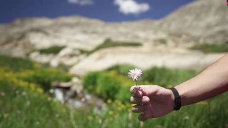 El-Hombre-Recoge-Margaritas-De-Flores-Silvestres-Junto-A-Un-Arroyo-De-Montaña-En-Una-Pradera-Alpina-Verde