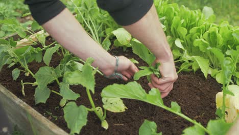 transplanting turnip into raised garden bed